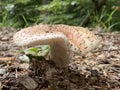 Panther cap Amanita pantherina, False blusher, Panther amanita, Pantherpilz, Pantherwulstling, KrÃÂ¶tenstuhl or Paddenstuhl