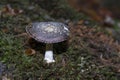 Panther Cap amidst autumn mosses