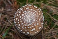 Panther cap (Amanita pantherina) mushroom