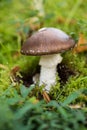 Amanita pantherina, the panther cap