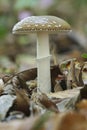 Panther cap mushroom on Beech forest ground