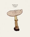 Panther Cap, is a species of fungus. Hand draw sketch vector