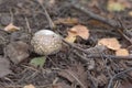 Panther cap. young and so small poisonous mushroom with domed br