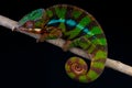 Panther chameleon Royalty Free Stock Photo