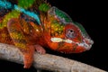 Panther chameleon Royalty Free Stock Photo