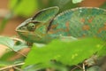 Panther chameleon Royalty Free Stock Photo