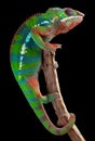 Panther chameleon on branch Royalty Free Stock Photo