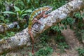 Panther Chameleon Royalty Free Stock Photo