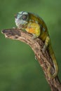 Panther chameleon full length Royalty Free Stock Photo