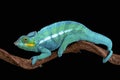 Panther chameleon (Furcifer paradise) Royalty Free Stock Photo