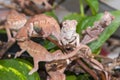 Panther chameleon (Furcifer pardalis) babies Royalty Free Stock Photo