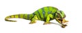 Panther chameleon, Furcifer pardalis, eating Migratory locust