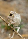 Panther chameleon