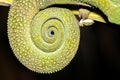 Panther chameleon Furcifer pardalis lying on a tree branch, Madagascar Royalty Free Stock Photo