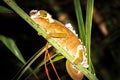 Panther chameleon Furcifer pardalis lying on a tree branch, Madagascar Royalty Free Stock Photo