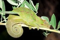 Panther chameleon Furcifer pardalis lying on a tree branch, Madagascar Royalty Free Stock Photo