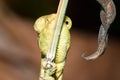 Panther chameleon Furcifer pardalis lying on a tree branch, Madagascar Royalty Free Stock Photo