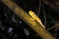 Panther chameleon Furcifer pardalis lying on a tree branch, Madagascar Royalty Free Stock Photo