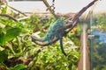 Panther chameleon Furcifer pardalis from Madagascar, perched on a branch Royalty Free Stock Photo