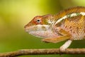 Panther chameleon, furcifer pardalis, Madagascar wildlife