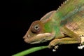 Panther chameleon Furcifer pardalis Royalty Free Stock Photo