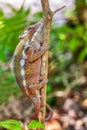 Panther chameleon, Furcifer pardalis, Reserve Peyrieras Madagascar Exotic, Madagascar wildlife