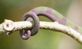 Panther chameleon Furcifer pardalis, rolled up tail Royalty Free Stock Photo