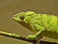 panther chameleon, Furcifer pardalis, stands on a twig, looking for food Royalty Free Stock Photo