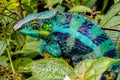 Panther Chameleon lat. Furcifer pardalis Madagascar