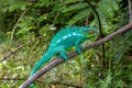 Panther Chameleon in Lokobe Nature Special Reserve, Madagascar, Nosy Be