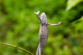 Panther Chameleon in Lokobe Nature Special Reserve, Madagascar, Nosy Be