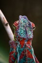 Panther Chameleon Royalty Free Stock Photo
