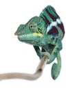 Panther Chameleon Nosy Be, Furcifer pardalis Royalty Free Stock Photo