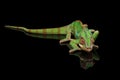 Panther chameleon resting on Black Mirror with tail , Isolated