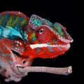 Panther Chameleon on stick with Black Background Detail