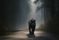 Panther close-up, photography of a Panther in a forest. A black jaguar walking through a jungle stream with green plants and trees Royalty Free Stock Photo