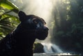 Panther close-up, photography of a Panther in a forest front of waterfall. A black jaguar walking through a jungle stream with Royalty Free Stock Photo