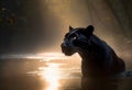 Panther close-up, photography of a Panther in a river. A black jaguar walking through a jungle stream with green plants and trees