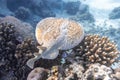 Panther Electric Ray Torpedo panthera In Red Sea, Egypt. Dangerous Underwater Animal Above Tropical Coral Reef. Close Up Royalty Free Stock Photo