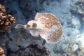 Panther Electric Ray Torpedo panthera In Red Sea, Egypt. Dangerous Underwater Animal Above Tropical Coral Reef. Close Up Royalty Free Stock Photo