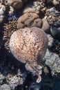 Panther Electric Ray Torpedo panthera In Red Sea, Egypt. Dangerous Underwater Animal Above Tropical Coral Reef. Close Up Royalty Free Stock Photo