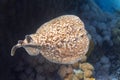 Panther Electric Ray Torpedo panthera In Red Sea, Egypt. Dangerous Underwater Animal Near Tropical Coral Reef. Close Up Royalty Free Stock Photo