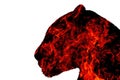 Panther from the fire on a white background