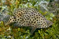 Panther fish (Cromileptes altivelis) Royalty Free Stock Photo