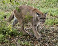 Panther Florida animal stock photos. Panther Florida animal close-up profile view licking its nose with a foliage background