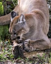 Panther Florida animal stock photos.  Panther Florida animal close-up profile view scratching log with a foliage background Royalty Free Stock Photo