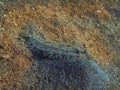 panther flounder in the sand on a little hill