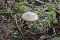 Panther fly agaric. Mushroom of the genus Amanita of the family Amanitaceae. Close-up