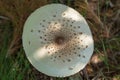 Panther fly agaric