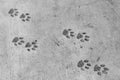 Panther footprints (pawprint imitation)